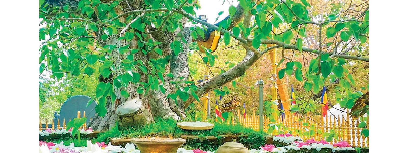 ශ්‍රී මහා බෝධිය ආශ්‍රිත පුද පූජා ගැන යෝජනාවක්.
